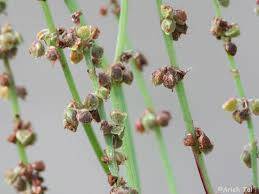 Attēlu rezultāti vaicājumam “Rumex acetosa bud”
