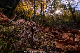 Attēlu rezultāti vaicājumam “Pseudocraterellus”