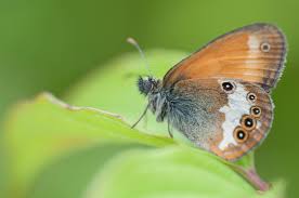 Attēlu rezultāti vaicājumam “Coenonympha tullia”