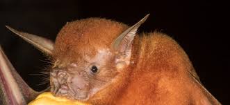 Attēlu rezultāti vaicājumam “Inonotus leporinus”