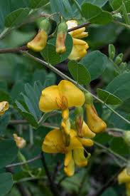 Image result for Colutea x media (arborescens x orientalis)