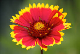 Image result for Gaillardia pulchella