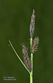Attēlu rezultāti vaicājumam “Carex nigra”