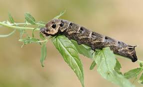 Attēlu rezultāti vaicājumam “Deilephila elpenor larva”