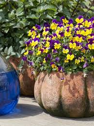 Image result for Hornveilchen