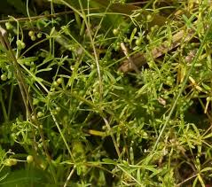 Attēlu rezultāti vaicājumam “Galium trifidum”