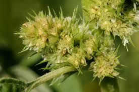 Attēlu rezultāti vaicājumam “Amaranthus retroflexus flower”