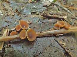 Attēlu rezultāti vaicājumam “Myriosclerotinia scirpicola”