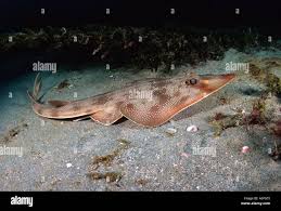 Image result for Pseudobatos lentiginosus