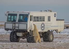 Image result for tundra buggy