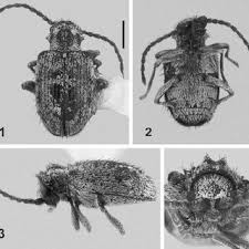 Attēlu rezultāti vaicājumam “Ptinus sp. male”