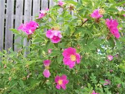 Attēlu rezultāti vaicājumam “Rosa majalis”