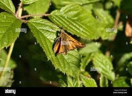 Attēlu rezultāti vaicājumam “Thymelicus sylvestris male”