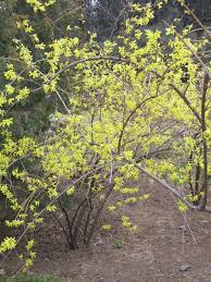 Attēlu rezultāti vaicājumam “Forsythia viridissima”