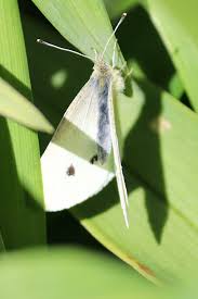 Attēlu rezultāti vaicājumam “Pieris rapae female”