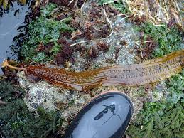 Attēlu rezultāti vaicājumam “Cribraria costata”