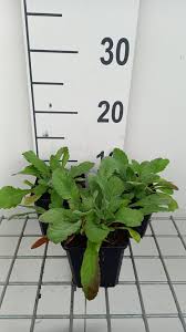 Attēlu rezultāti vaicājumam “Scabiosa ochroleuca”