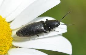 Attēlu rezultāti vaicājumam “Hemicrepidius sp.”