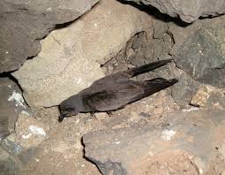 Image result for Oceanodroma monorhis