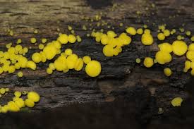 Attēlu rezultāti vaicājumam “Bisporella citrina”