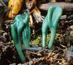 Attēlu rezultāti vaicājumam “Geoglossum sp.”