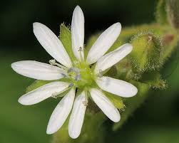 Attēlu rezultāti vaicājumam “Myosoton aquaticum flower”