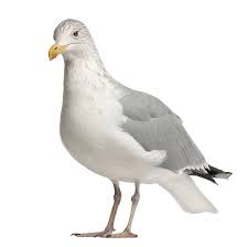 Attēlu rezultāti vaicājumam “Larus argentatus”