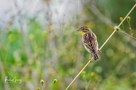 Image result for Emberiza aureola