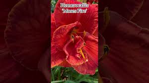 Image result for Hemerocallis `Moses Fire`