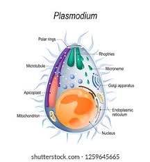 Attēlu rezultāti vaicājumam “Lycogala botrydium plasmodium”