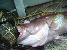 Image result for Hyporthodus quernus