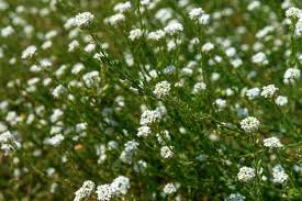 Attēlu rezultāti vaicājumam “Berteroa incana flower”