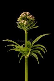 Attēlu rezultāti vaicājumam “Valeriana officinalis fruit”