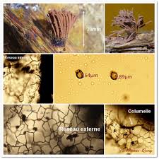 Attēlu rezultāti vaicājumam “Stemonitis axifera spores”