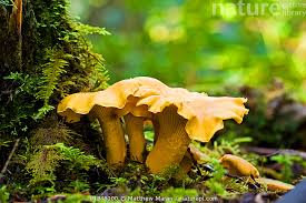 Attēlu rezultāti vaicājumam “Cantharellus cibarius”