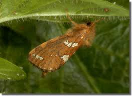 Attēlu rezultāti vaicājumam “Phymatopus hecta”