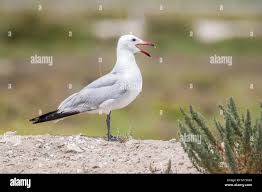 Image result for Larus audouinii