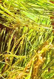 Attēlu rezultāti vaicājumam “Ceratophyllum submersum leaf”