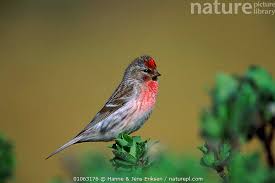 Attēlu rezultāti vaicājumam “Carduelis flammea”