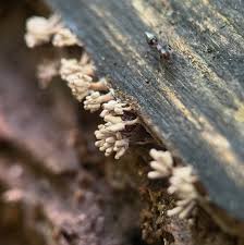 Attēlu rezultāti vaicājumam “Fuligo cinerea macro”