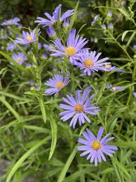 Attēlu rezultāti vaicājumam “Symphyotrichum x salignum”