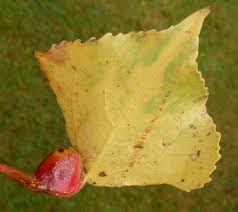 Attēlu rezultāti vaicājumam “Pemphigus borealis”