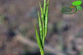 Attēlu rezultāti vaicājumam “Sinapis arvensis fruit”