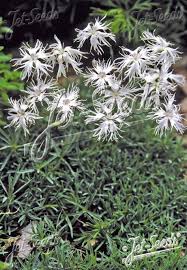 Attēlu rezultāti vaicājumam “Dianthus arenarius bud”