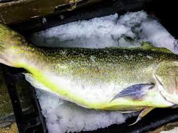 Image result for Dermatolepis inermis