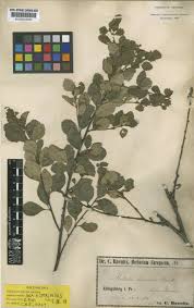 Attēlu rezultāti vaicājumam “Betula humilis”