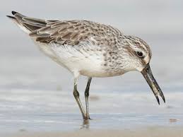 Attēlu rezultāti vaicājumam “Calidris falcinellus adult”