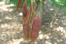 Attēlu rezultāti vaicājumam “Robinia pseudoacacia fruit”