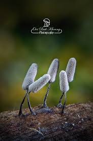 Attēlu rezultāti vaicājumam “Physarum oblatum macro”