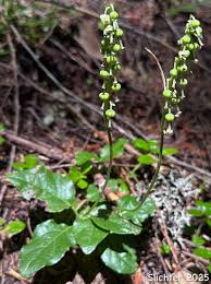 Attēlu rezultāti vaicājumam “Orthilia secunda flower”